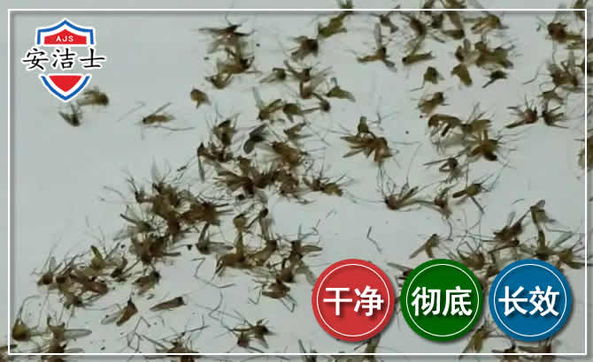 琼海苍蝇防治-灭蝇