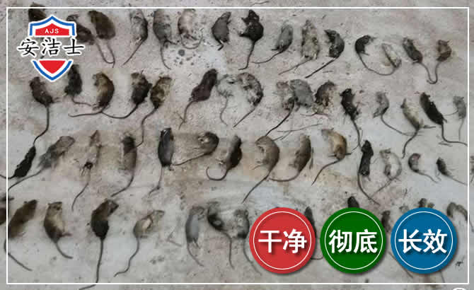 琼海鼠害防治-灭鼠