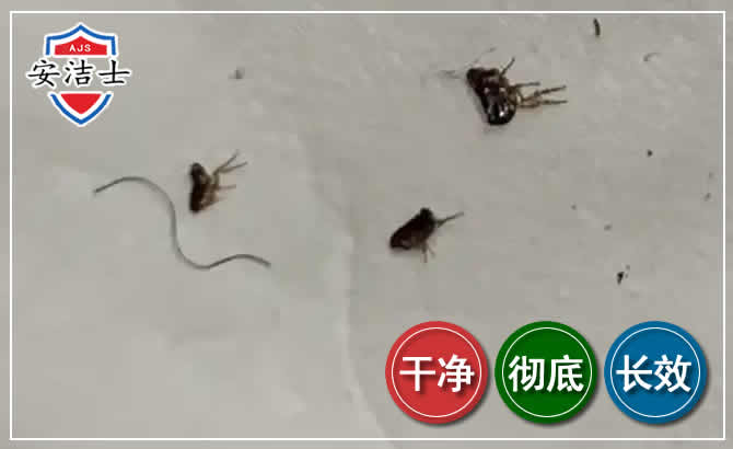 琼海跳蚤防治-灭跳蚤