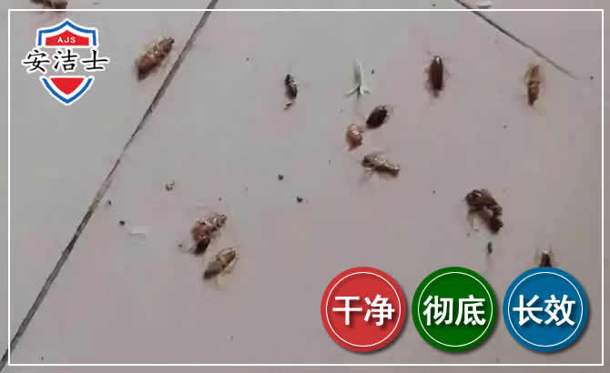 琼海蟑螂防治-灭蟑螂