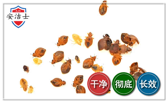 琼海臭虫防治-消灭臭虫